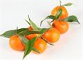 Citrus reticulata